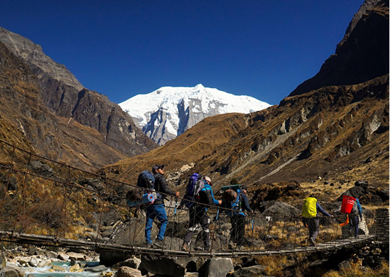 Yak in Nepal